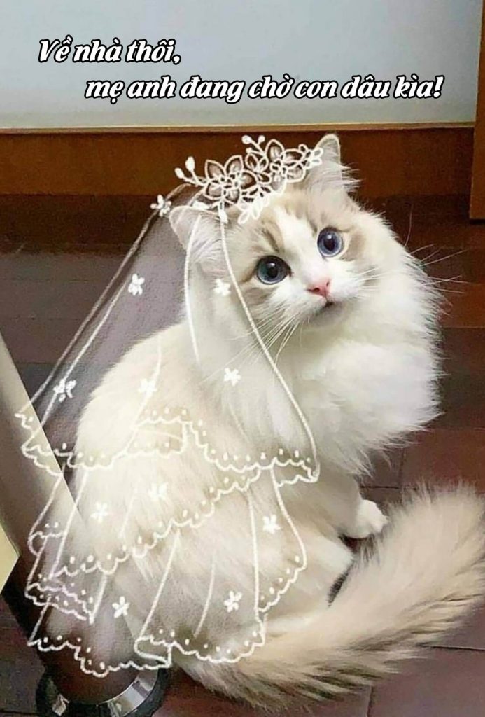 Meme cô dâu mèo nói "về nhà thôi mẹ anh đang chờ con dâu kìa"