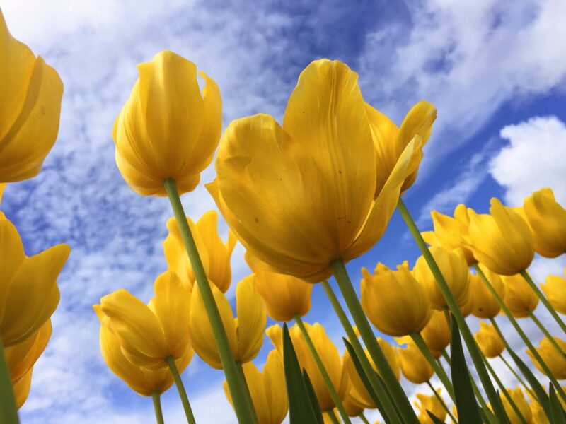 Hoa tuilip màu vàng rực rõ dưới bầu trời xanh