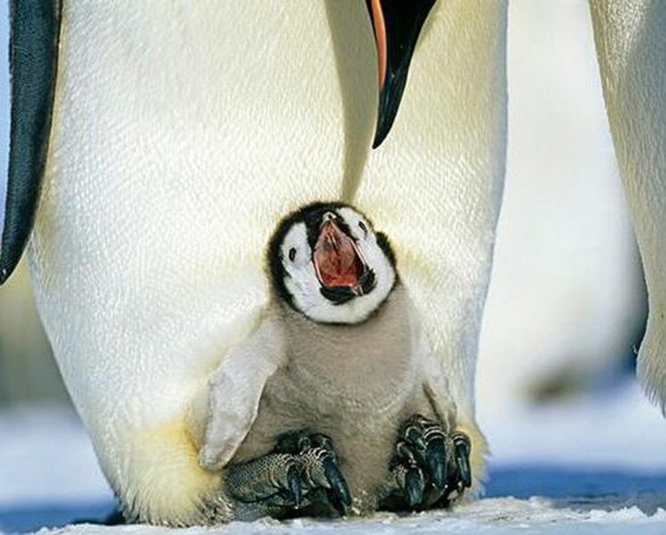 Chú chim cánh cụt bé nhỏ dễ thương