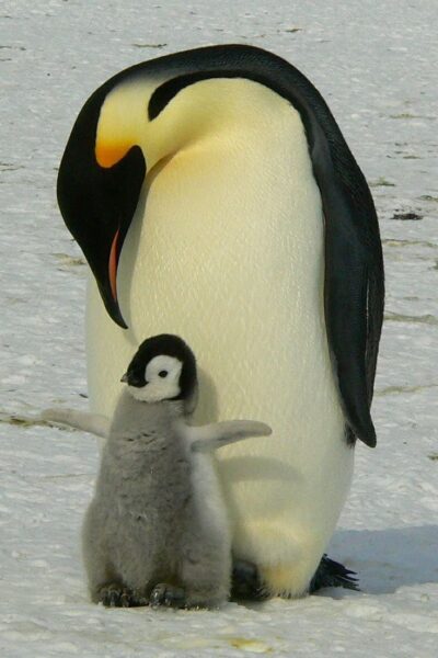 Tình mẫu tử của mẹ con chim cánh cụt yêu thương