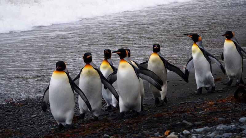 Sự vui vẻ thể hiện ở tình đoàn kết của các chú chim cánh cụt