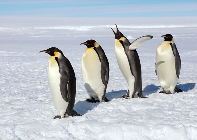 Tình bạn giữa chim cánh cụt
