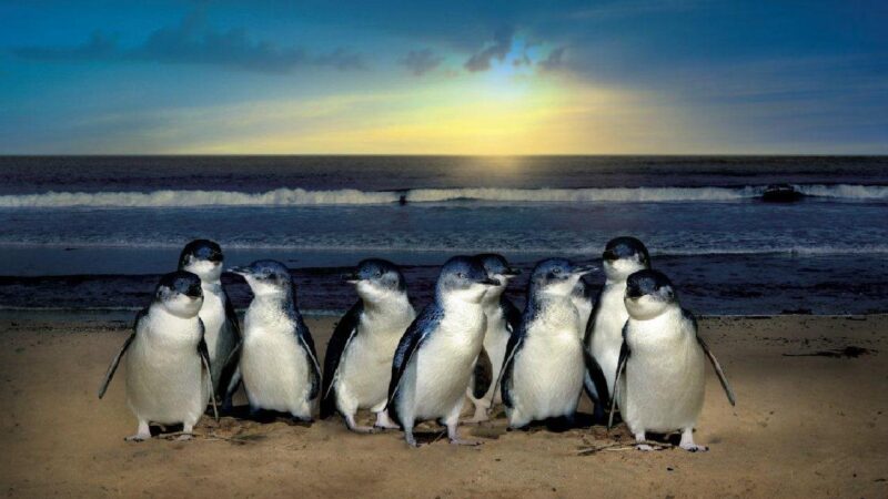 Đồng hành cùng nhau của các chú chim cánh cụt