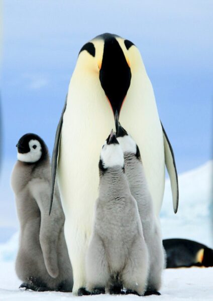 Hình ảnh tình thương mến thương của gia đình chim cánh cụt