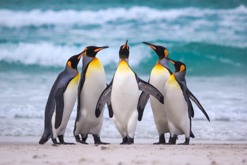Hình ảnh các chú chim cánh cụt nghếch cổ nhìn trời siêu cute