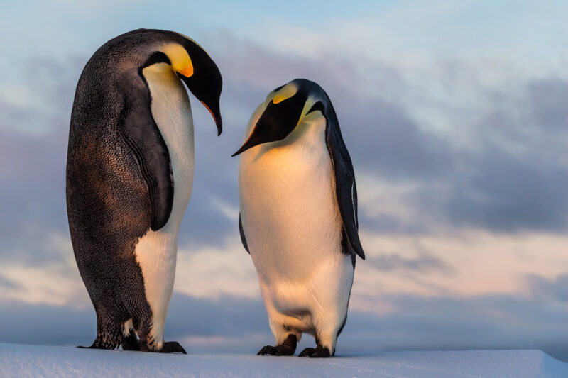 Hình ảnh hai chú chim cánh cụt nghiêng đầu nhìn nhau