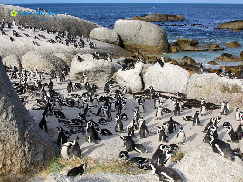 Hình ảnh các chú chim cánh cụt trên bãi biển