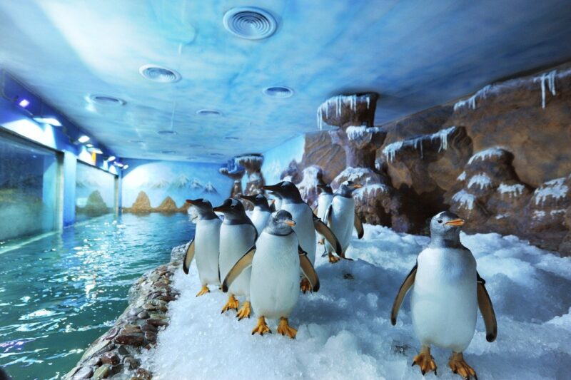 Hình ảnh các chú chim cánh cụt ở trong thủy cung 