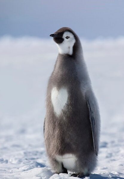 Ảnh chim cánh cụt với bộ lông trước ngực tạo hình trái tim cực đáng yêu