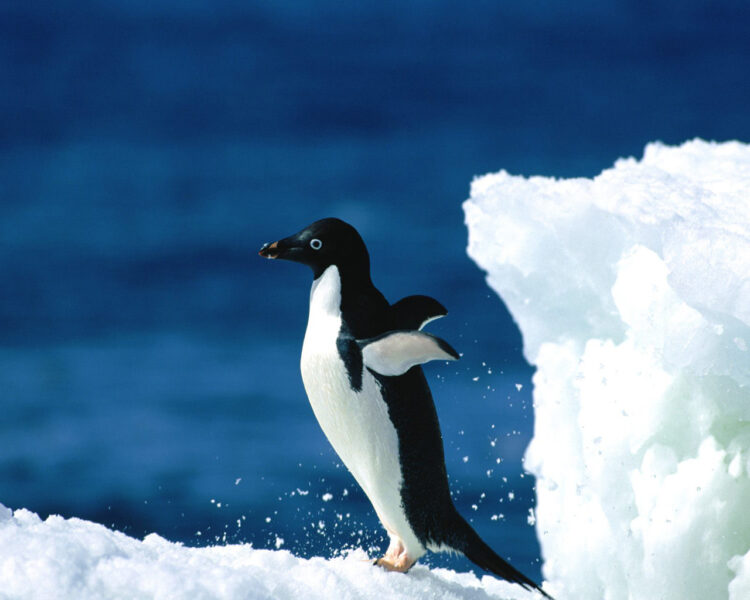 Ảnh tư thể vươn cánh siêu dễ thương của chim cánh cụt