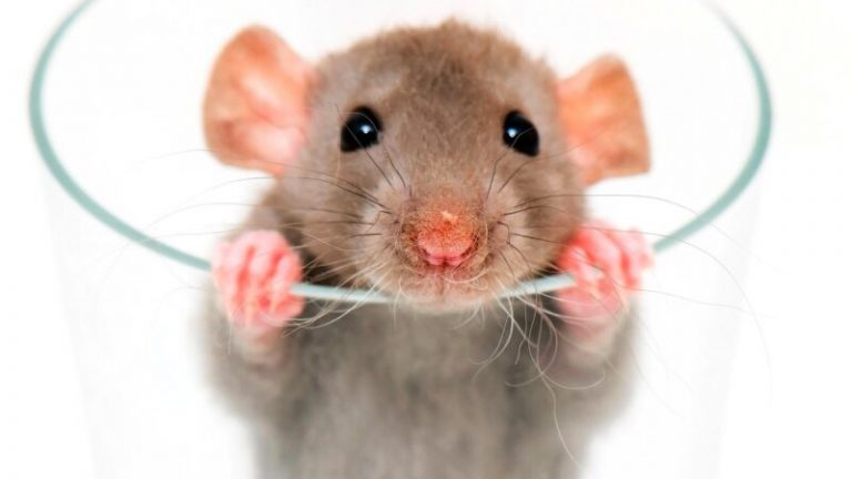 ảnh chuột hamster bám thanh ly dễ thương