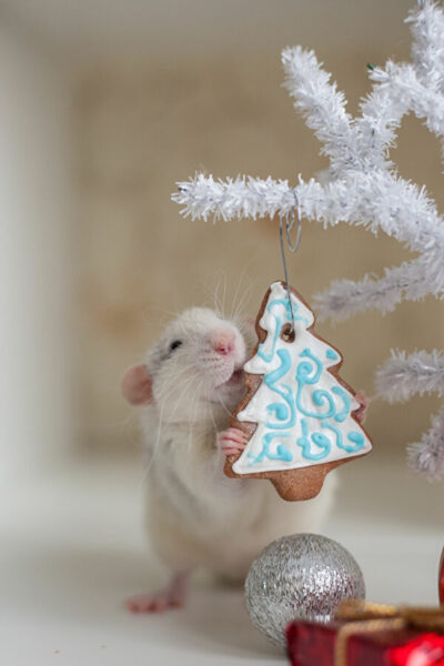 Cùng chuột hamster đón giáng sinh nhé