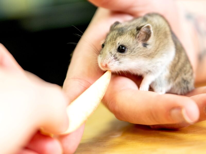 Ảnh chuột hamster đáng yêu nhất hành tinh