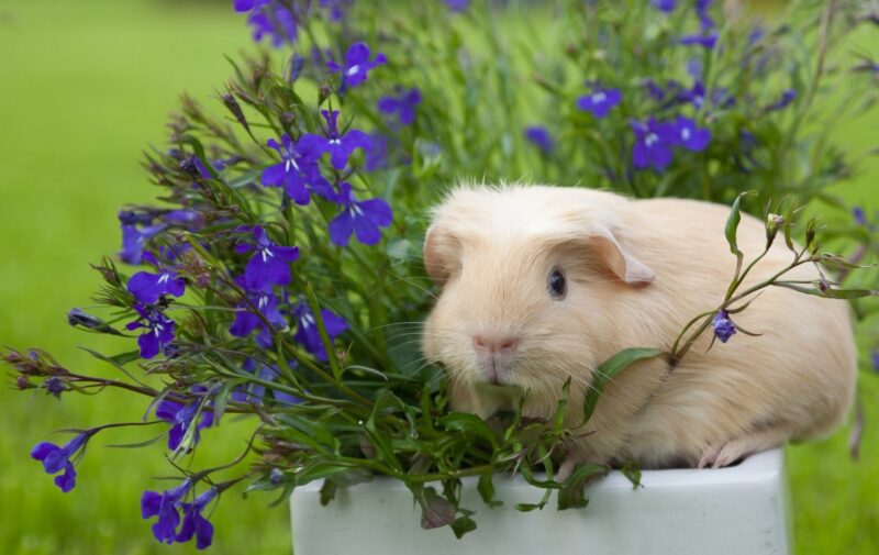 Chuột hamster mập ú và hoa