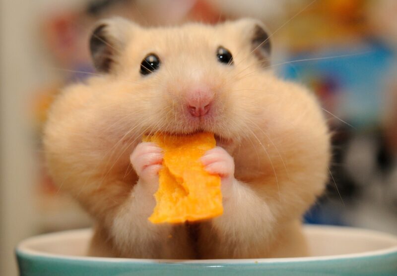 Một chiếc chuột hamster với khuôn mặt vô tội