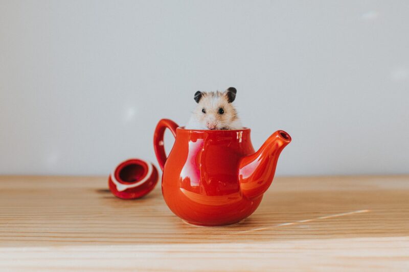 Ảnh chuột hamster trong tách trà