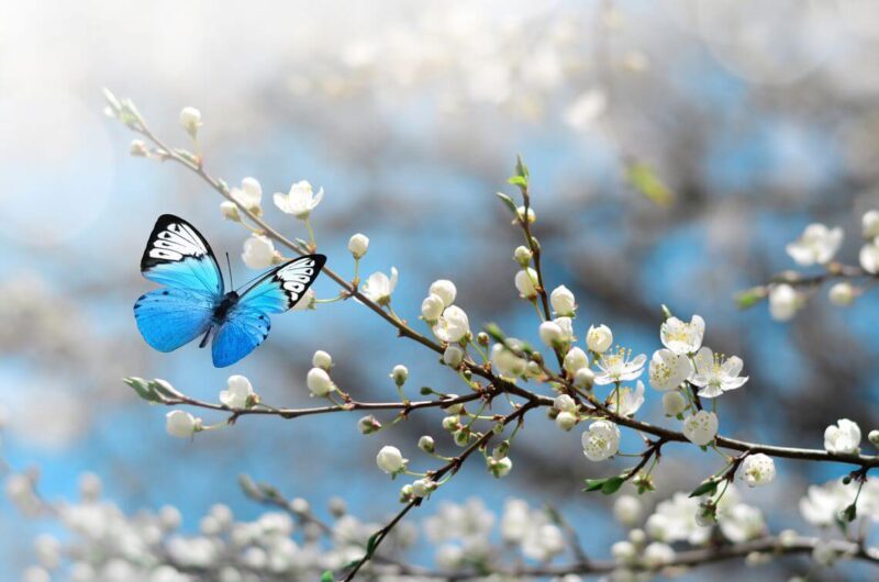 Hình nền con bướm xanh đậu cành hoa trắng lãng mạn, mộng mợ