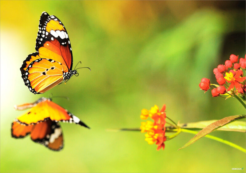 Hình 2 con bướm cam bay lại cành hoa