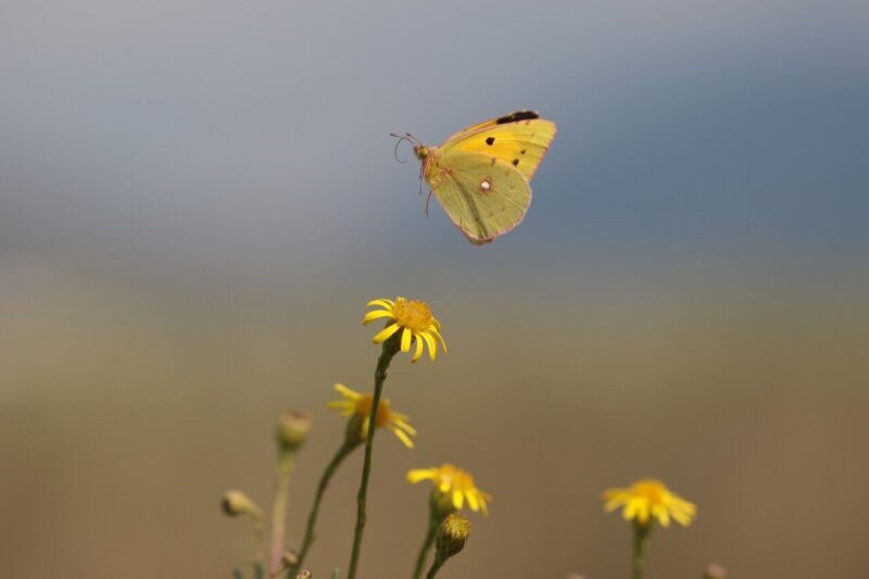 Hình nền con bướm bay trên cành hoa cúc nhỏ