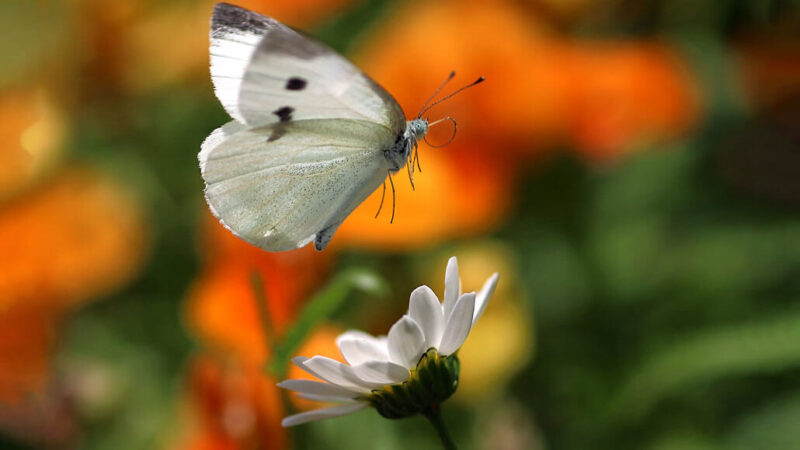 Hình ảnh bướm trắng đẹp tuyền
