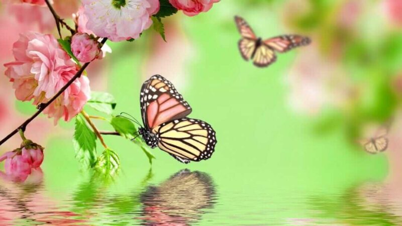 Hình nền bướm bay lãng mạn đẹp