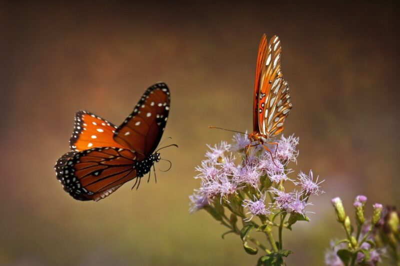 Hình ảnh 2 con bướm canh đậu trên cành hoa tím