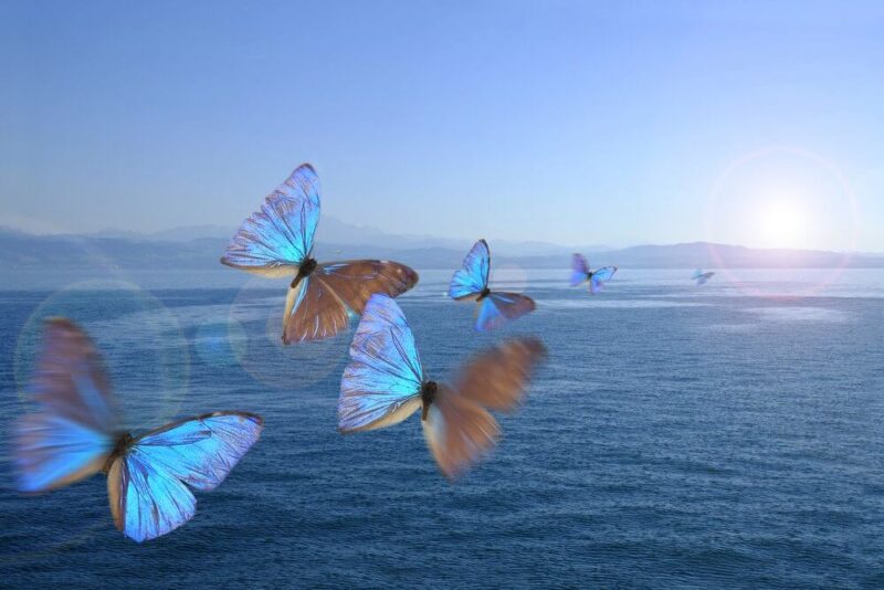 Hình ảnh đang bướm bay nhanh trên biển đông bao la