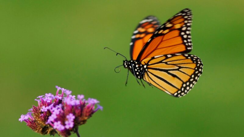 Hình con bướm cam bay gần cành hoa tím
