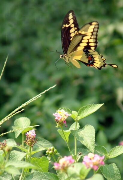 Hình con bướm vàng cùng hoa nhí