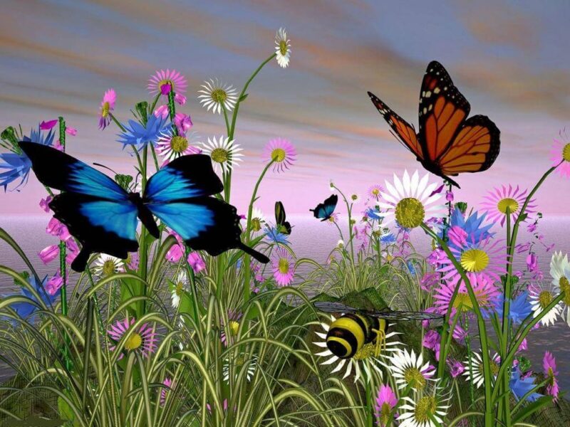 Hình ảnh 2 con bướm chơi đùa trên cánh đồng hoa