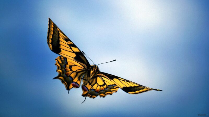 Hình ảnh bướm vàng xòe cánh bay đẹp