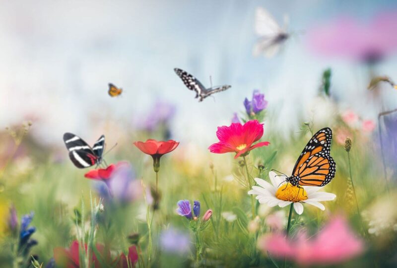 Hình ảnh đàn bướm chơi đùa dưới rừng hoa xinh