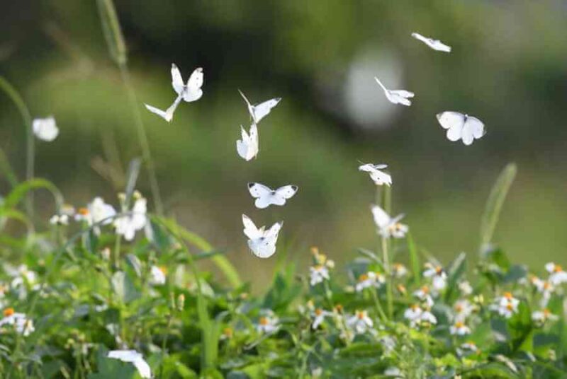 Đàn bướm trắng chơi đùa trên cánh hoa nhí trắng mộng mơ
