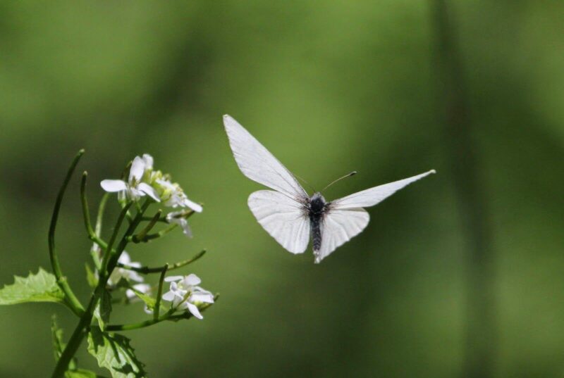 Hình con bướm trắng bay trên cành hoa trắng xinh đẹp