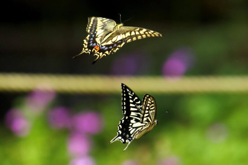 Hình 2 con bướm bay xinh đẹp