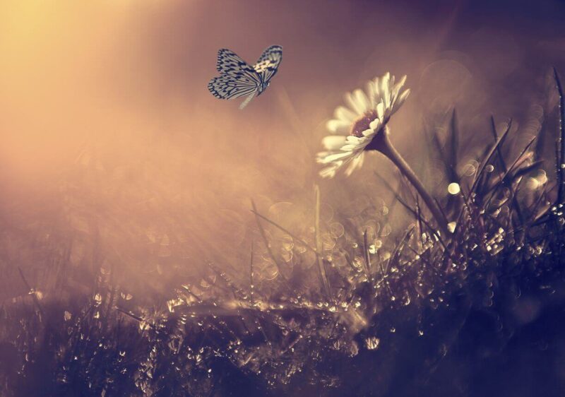 Hình nền bướm bay gần cành hoa trắng