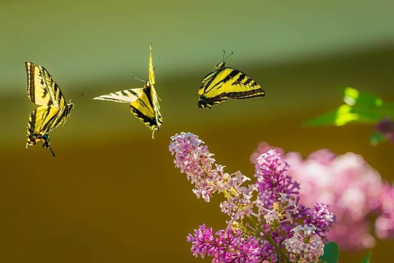 Đàn bướm cùng cành hoa tím
