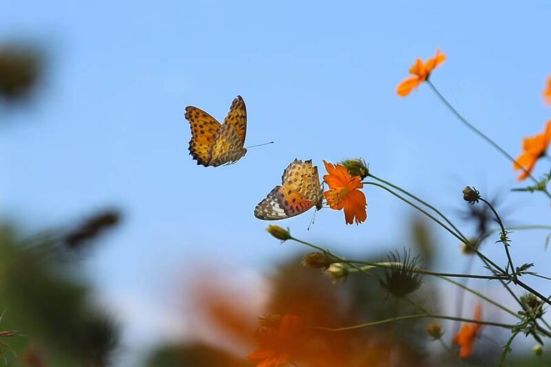 Hình nền hoa cam và bướm bay đẹp