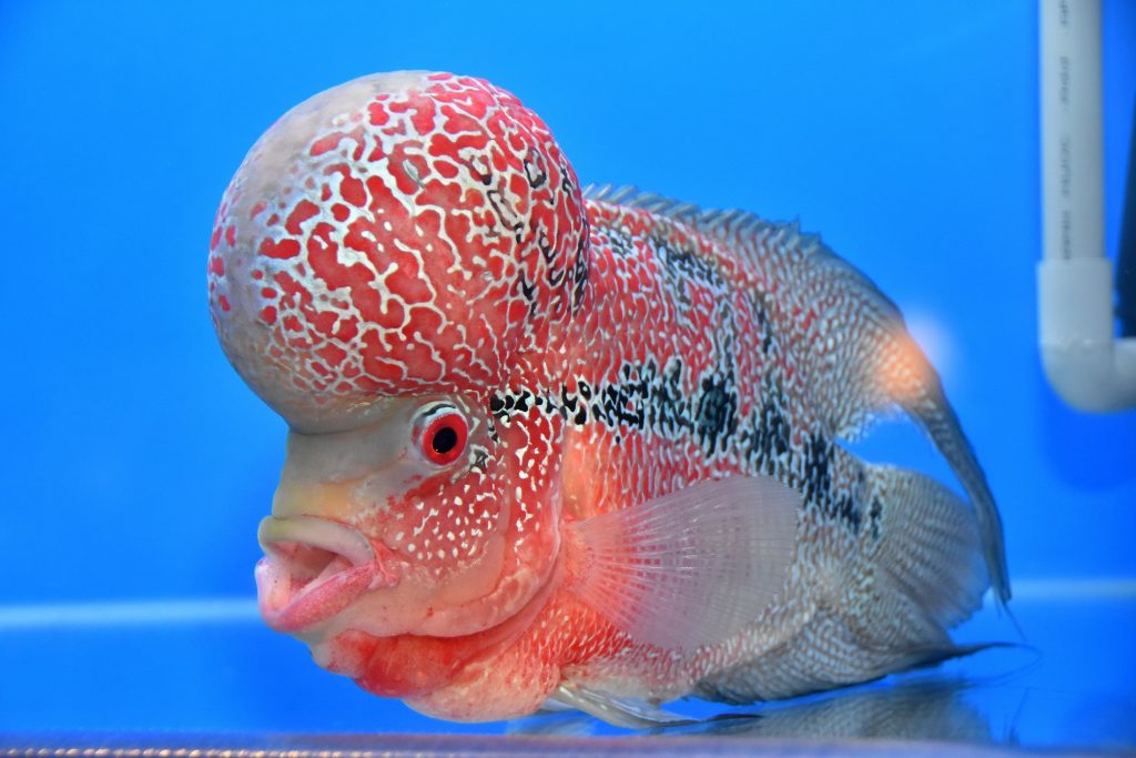 Hình chụp chú cá la hán màu đỏ trắng rất đẹp