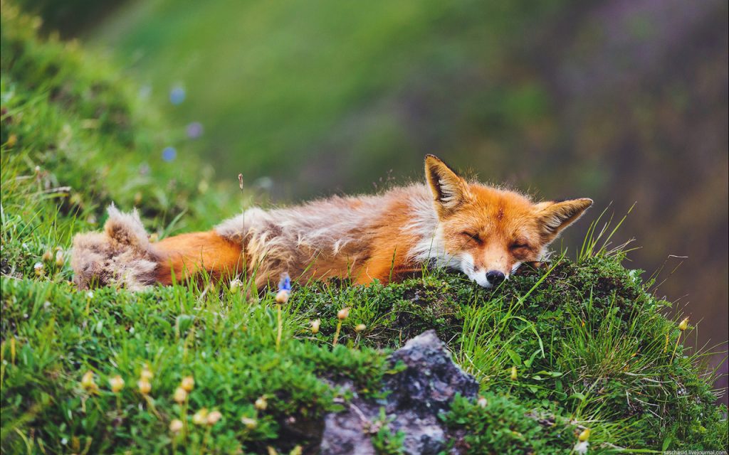 Ảnh con cáo đang nằm ngủ trên bãi cỏ