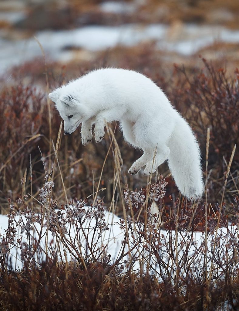 Khoảnh khắc chú cáo con có bộ lông màu trắng đang nhảy lên trông cực dễ thương