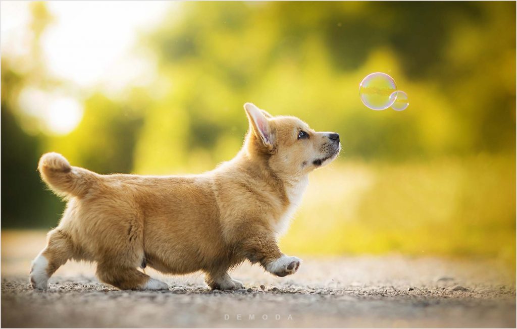 Ảnh em chó corgi đang đuổi theo hai quả bong bóng 