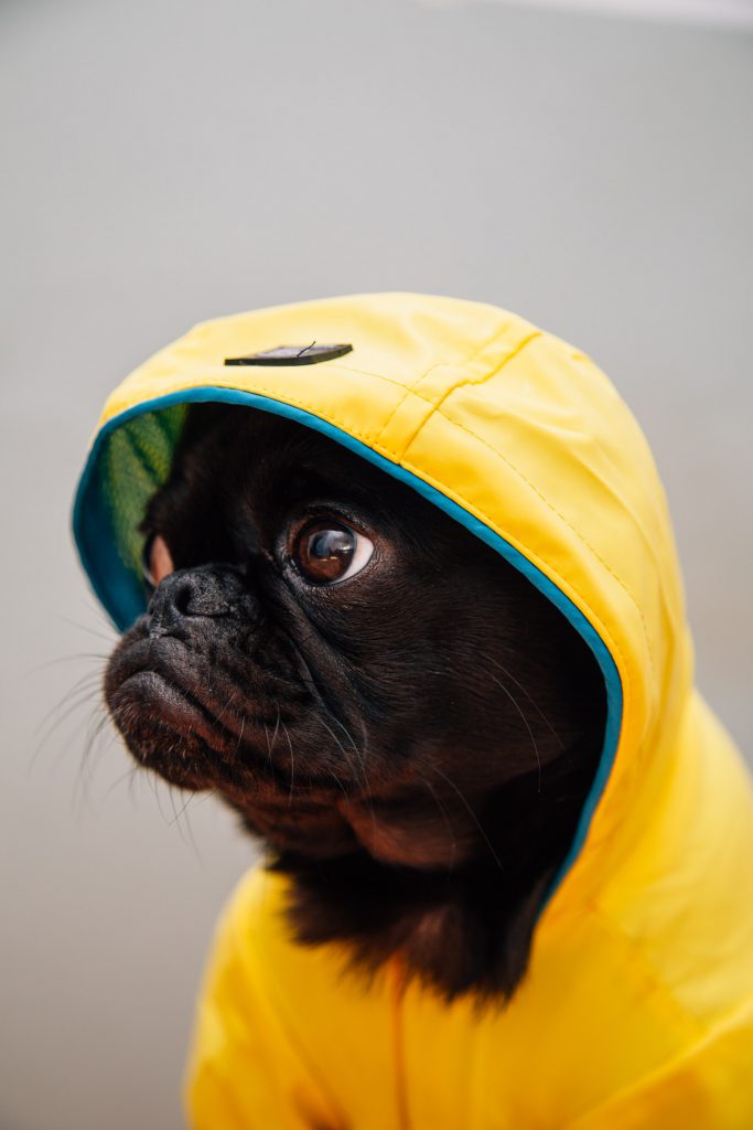 Ảnh chú chó mặt xệ màu đen mặc áo khoác màu vàng nhìn rất hài hước và dễ thương