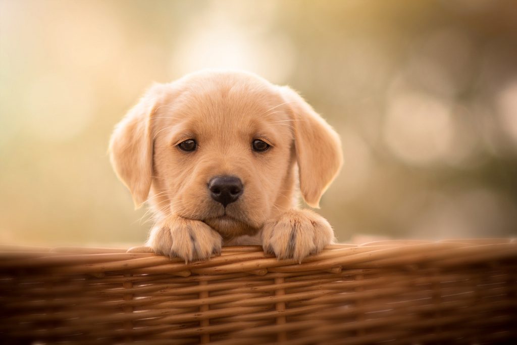 Bé cún Golden với khuôn mặt buồn thiu nhìn rất dễ thương