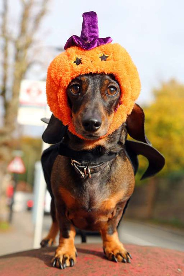 Hình chú chó xúc xích màu đen vàng đội mũ Halloween rất đáng yêu