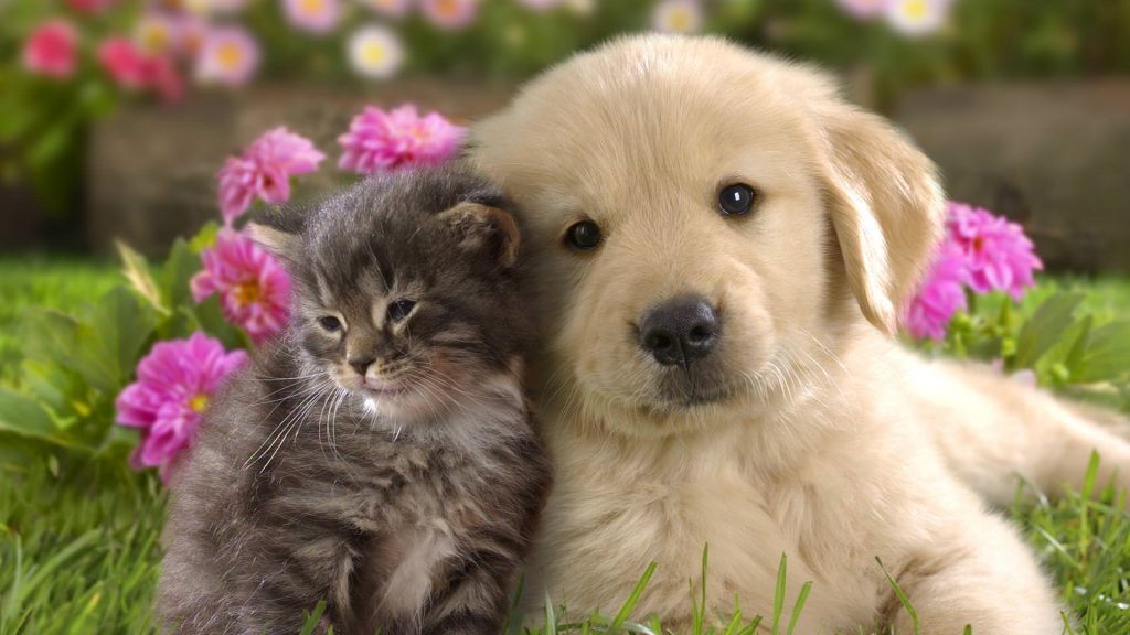 Bé cún golden và bé mèo đang dựa đầu vào nhau rất đáng yêu