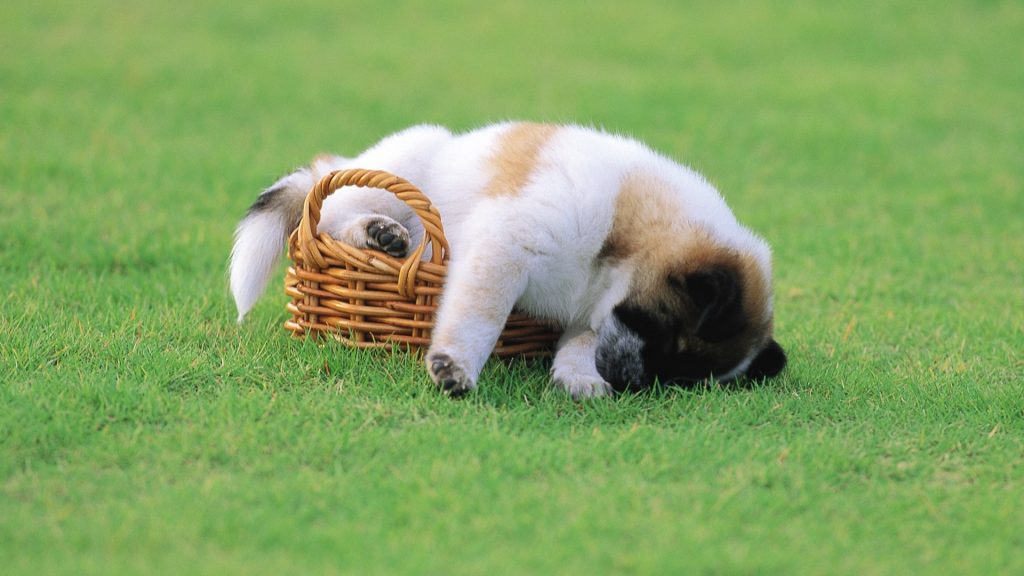 Em cún con nằm ngủ gật trong giỏ đan cực đáng yêu