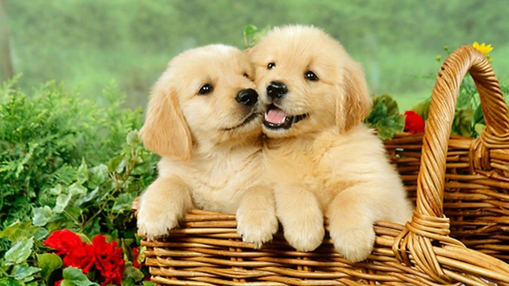 Hai em bé chó Golden âm yếm nhau cực đáng yêu