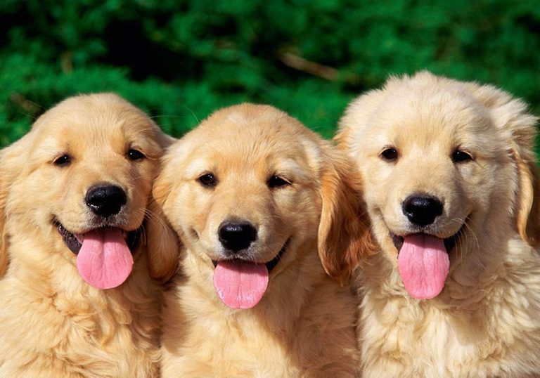 Ảnh ba chú chó Golden con đang thè lưỡi vô cùng dễ thương và ngọt ngào