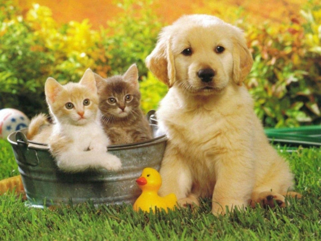 Bé cún Golden cùng hai bé mèo cực đáng yêu